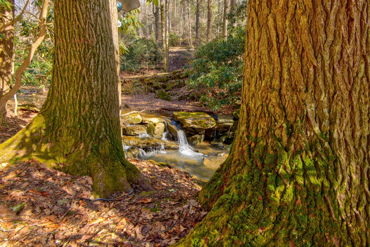 A serene outdoor scene highlighting two large trees framing a gently flowing stream with rock formations. The lush, untouched greenery and the glistening water create a sense of privacy and immersion in nature, perfect for wildlife spotting and quiet contemplation.